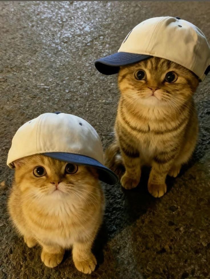 heolkyungsoo's tweet photo. twin cheeseballz in cat 😭 im crinedhhds https://t.co/eKF2rJHCjU
