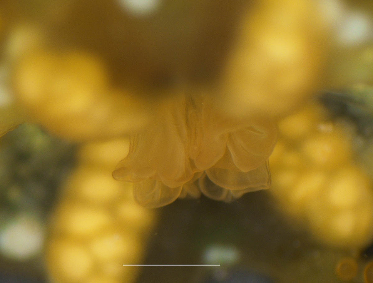 AEbPbxbq90Lyvde's tweet photo. 一昨日磯で見かけた生物、十文字クラゲの仲間（ムシクラゲ、またはその近縁？）。この仲間は海藻などに付着して生活するそうです。体長は2.5cm程。右上は触手先端。左下はクラゲの傘の中心部にあるヒダ状の構造（たぶん口）。右下は柄部の付け根で海藻に付着している部分。スケールは1mm。 https://t.co/nXJhbmjnyB