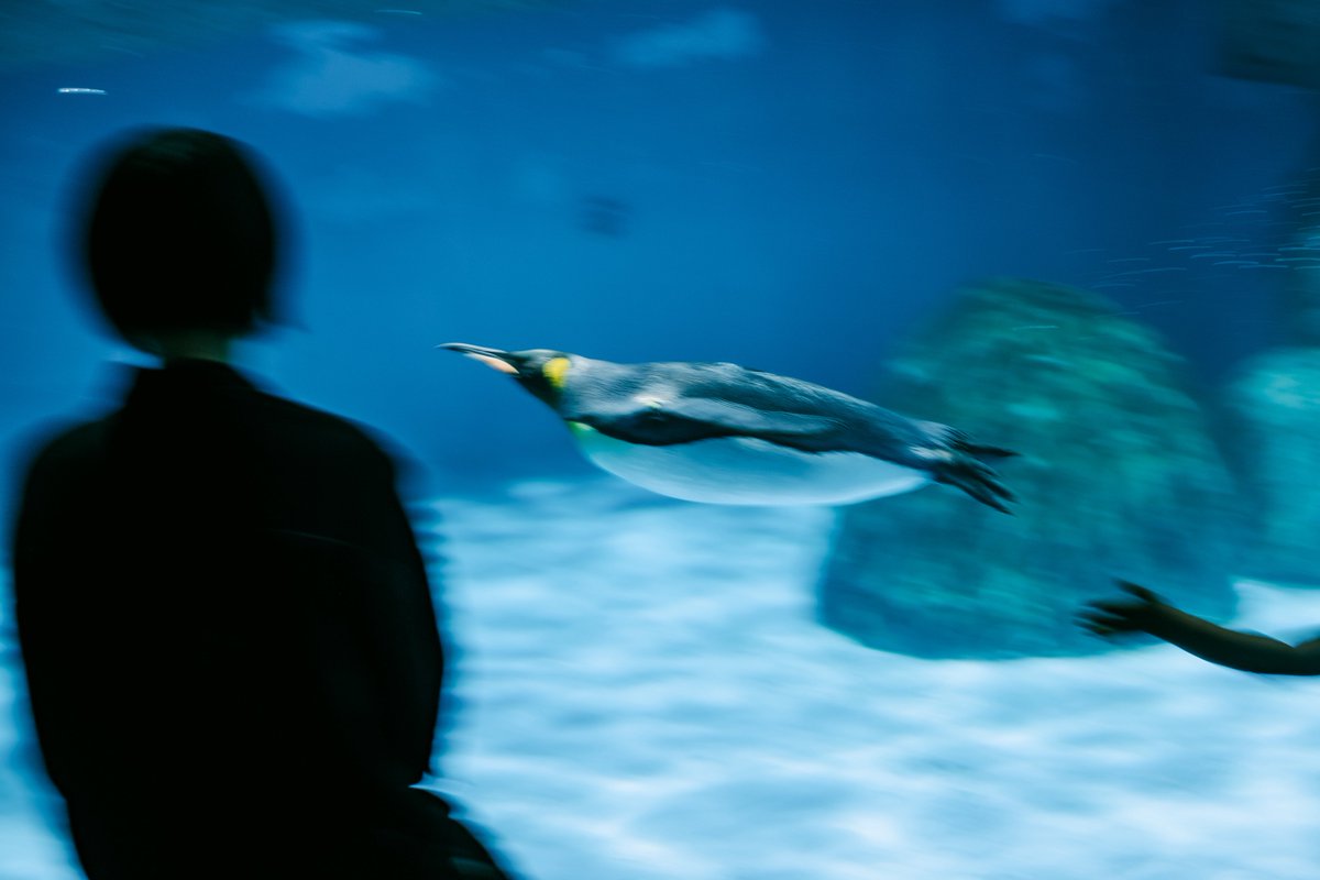 yuya_acro's tweet photo. Aquarium. https://t.co/2gT8jdVafS