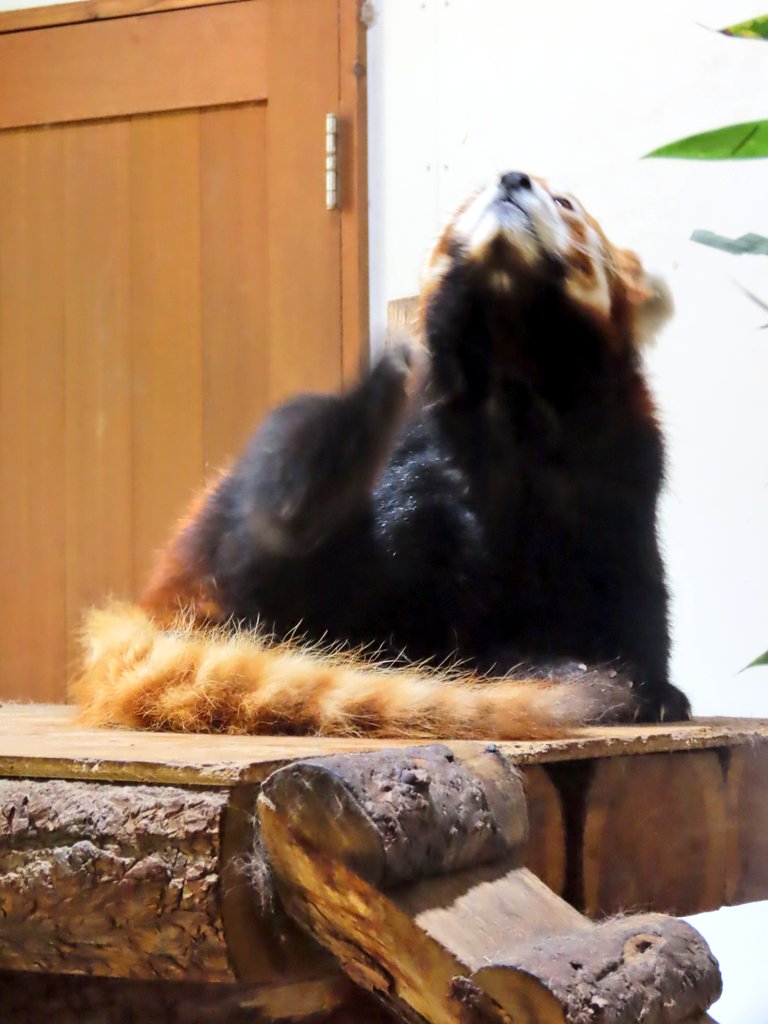 petanonn's tweet photo. 毛繕い中、変態さん(疑惑)を見つめるキナコさん🐾 https://t.co/UzQ6zmc73m
