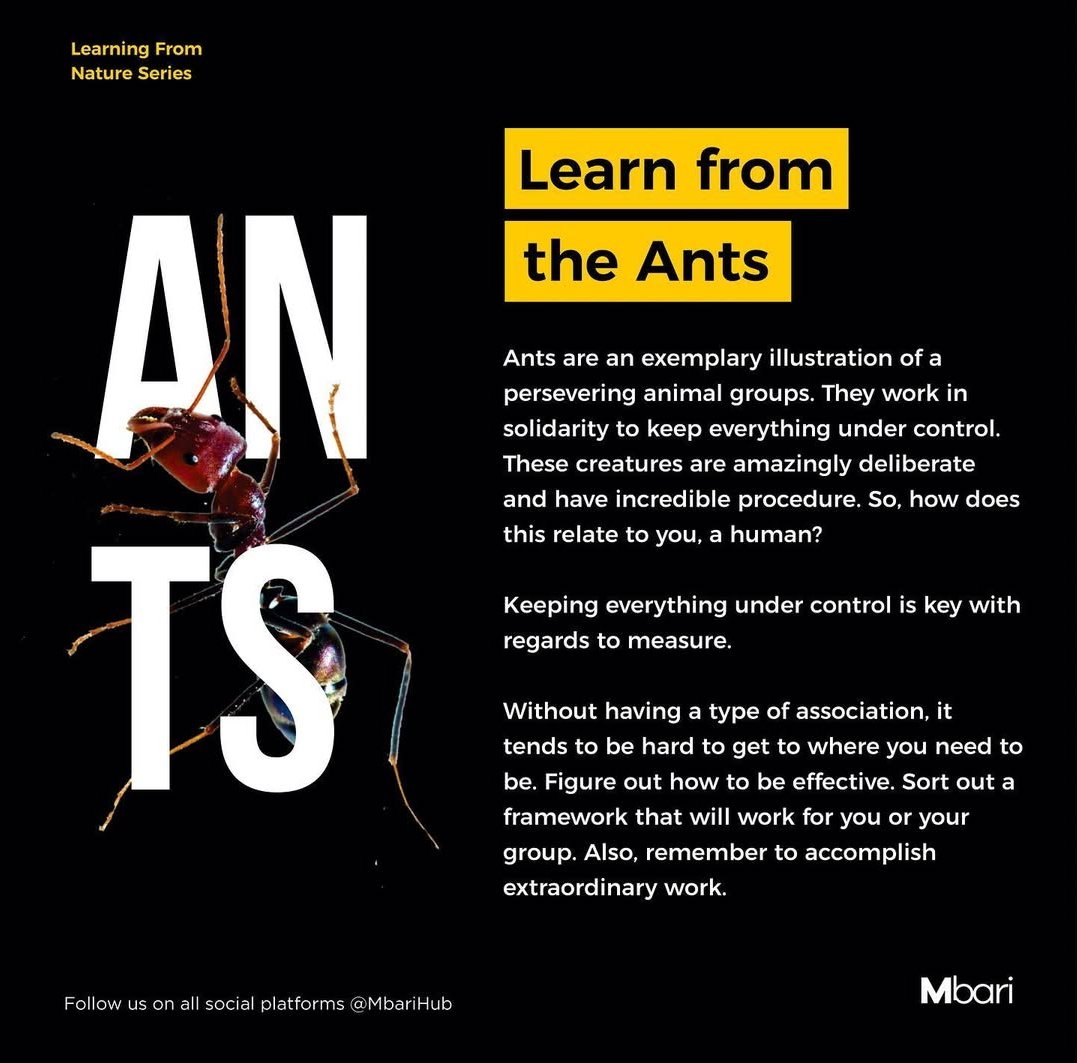 MbariHub's tweet photo. Ants truly play a vital role in our ecosystem! 
Each little ant contributes significantly to the well-being of its colony &amp; community. It's fascinating how they have such remarkable habits!

Learning From Nature Series 04 

#learningfromnature #ant #Motivation #Design #Branding https://t.co/jW4dEGgF9F