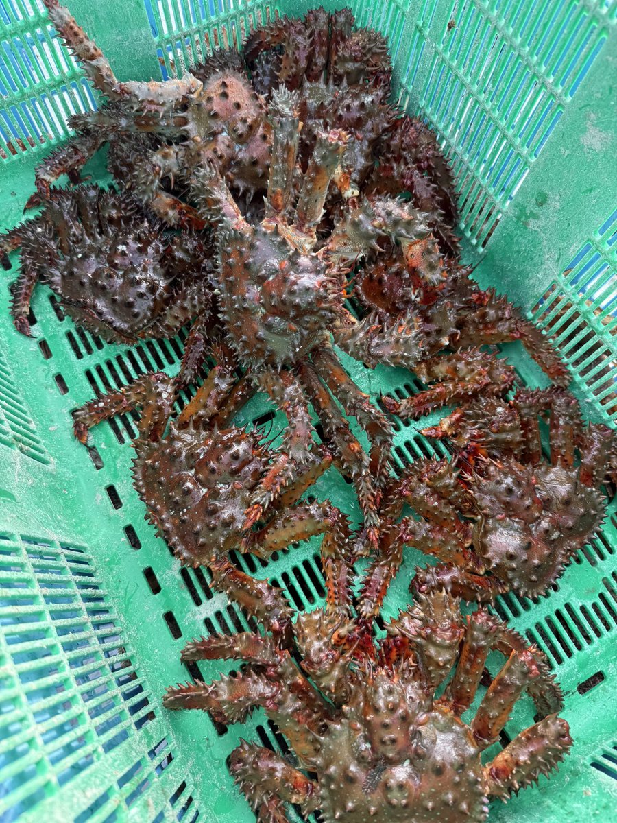 nakapi_0713's tweet photo. わかってたがカニなんもいねぇ🦀笑 https://t.co/wpJPsAEruZ