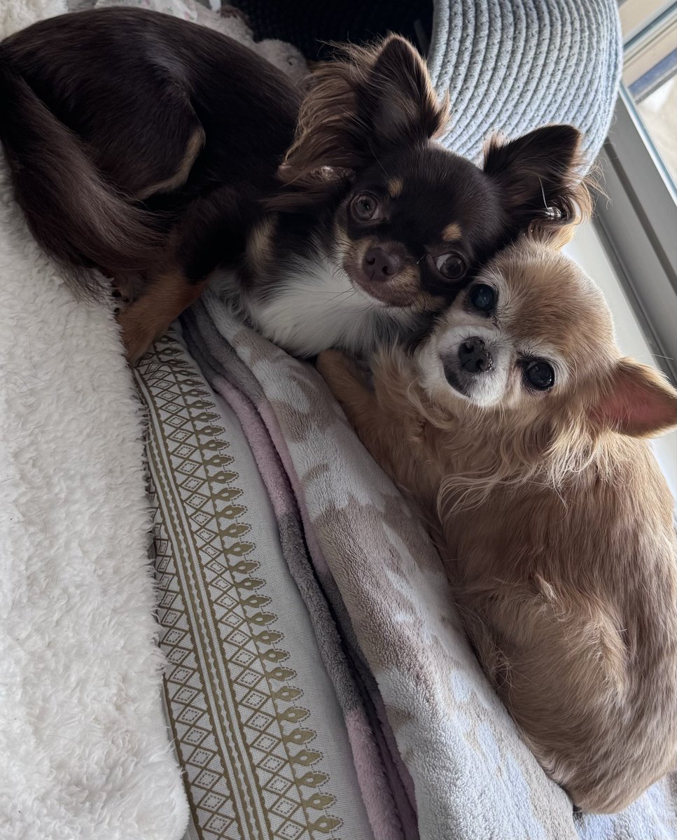 mofmoffree's tweet photo. 命を預かった時からカアちゃんより先に虹の橋に渡る事はわかってるのに、この時間が永遠であってとほしと涙が出るほど思うカアちゃん
#チワワーズ
#チワワ党
#モフモフ姉妹 https://t.co/HkKLSk0ymt