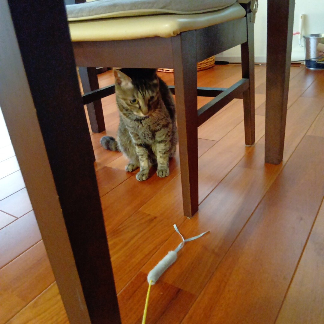 petitmol's tweet photo. 落ち着いているキキちゃん

ねこ

訪問型のペットのお世話
#ペットシッターぷち 
変わらない環境だから安心 
いつものおうちでおるすばん 
#静岡 #藤枝 #焼津 島田 吉田 https://t.co/ZIW5KbT24U