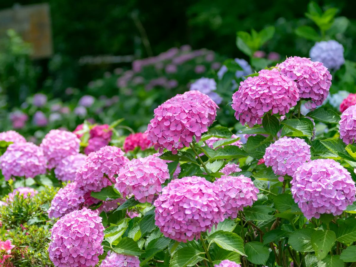 sadiary_ikata's tweet photo. 【色とりどりの紫陽花☔】　　　　　　　　　　　　　　　　　　　　　　　　　 今年の伊方町は6月2日に梅雨入りし、至るところで色とりどりの紫陽花が咲いています。
今回は、亀ヶ池周辺・二名津地区の風景をご紹介します📸色も形も個性豊かな紫陽花が咲いていると、風景が一気に華やぎますね☺️ https://t.co/xHYRdlj7IA