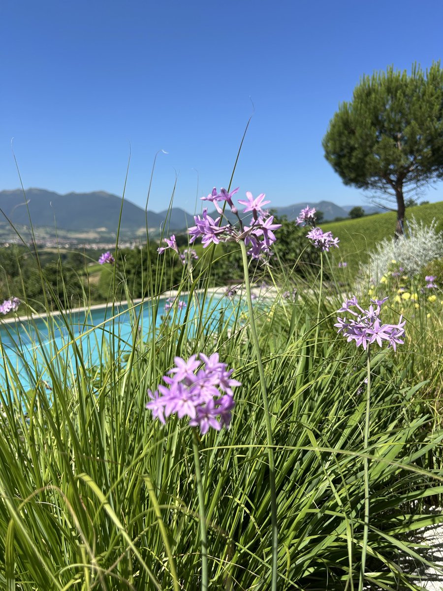 isotta_m's tweet photo. Sfumature di viola
#Matelica https://t.co/2V7tUaIQJz
