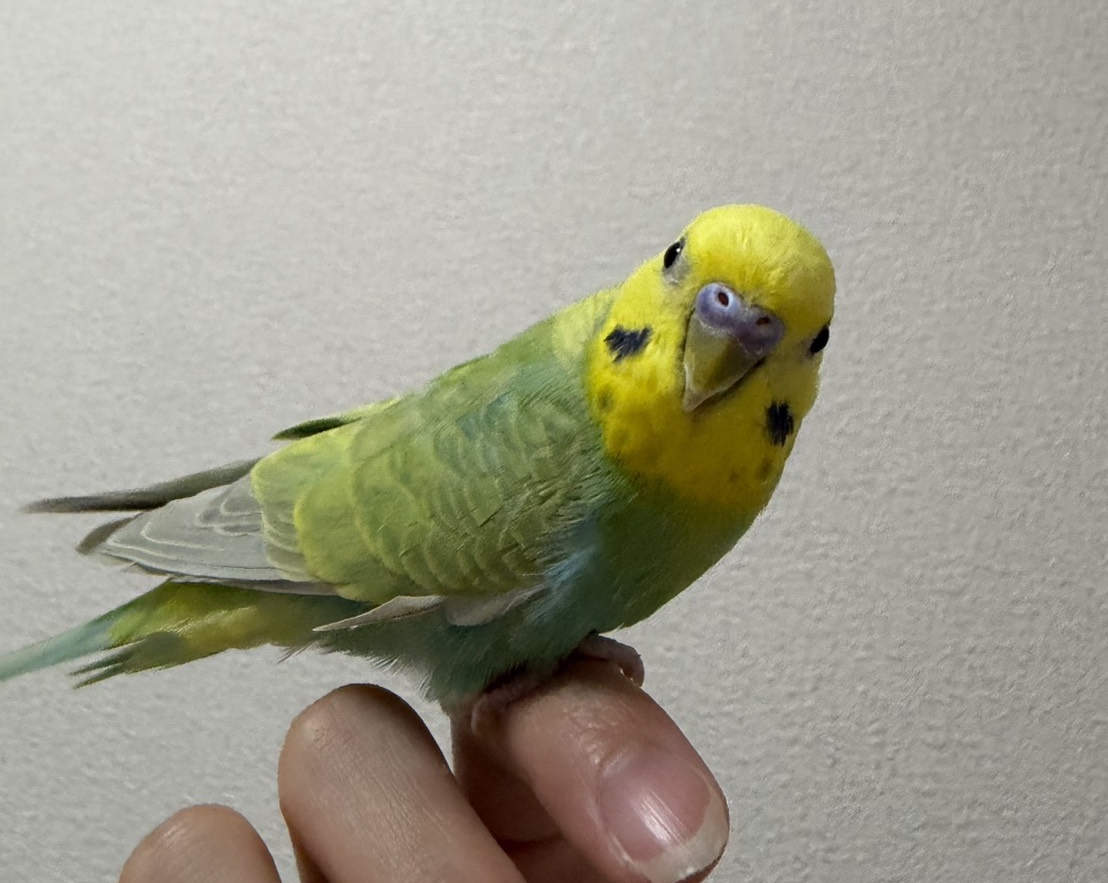 🇺🇦🇯🇵はにわ tweet media