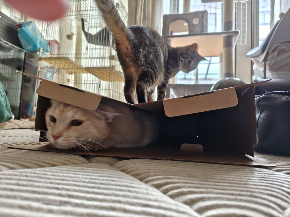 kyosuke_r's tweet photo. 久しぶりにちょっとお高めなマクラを買った✨
今晩は早く寝ようꉂꉂ🤭

空いたダンボール📦に珍しく積極的に入って行ったマリス🐱❤
それを見ていたずらっ子シエルの攻撃‼️

 #猫のいる暮らし
 #猫のいる幸せ https://t.co/HkqdePSXTH