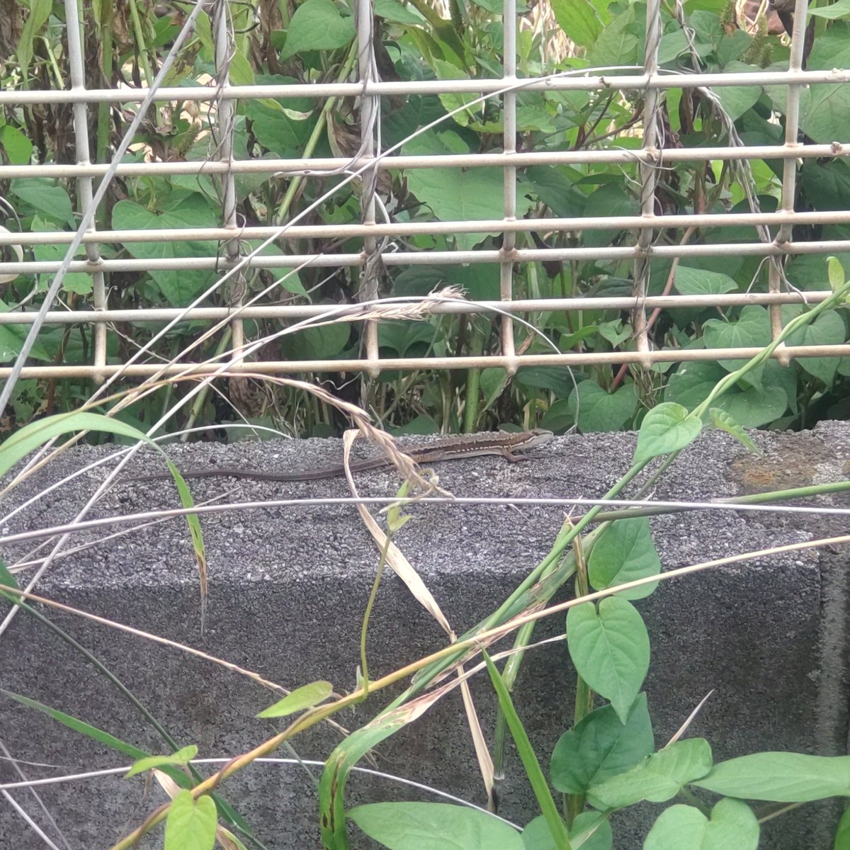 BAL6464's tweet photo. 野生カナヘビ https://t.co/lbNuqvCTZF