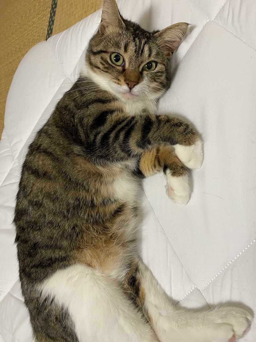 dokumamushi556's tweet photo. 猫を吸う https://t.co/RXA9eeUxhc