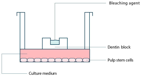 Applsci's tweet photo. 📢 #highlycited paper
📚 Impact of Exposure to Commonly Used Carbamide Peroxide on Dental Pulp Stem Cells
🔗 https://t.co/QvngkmZ4MM
👨‍🔬 by Amir Shayegan et al.
🏫 Free University of Brussels / Sapienza University of Rome
#stemcells #dentistry #apoptosis https://t.co/tFT6nPoDYC