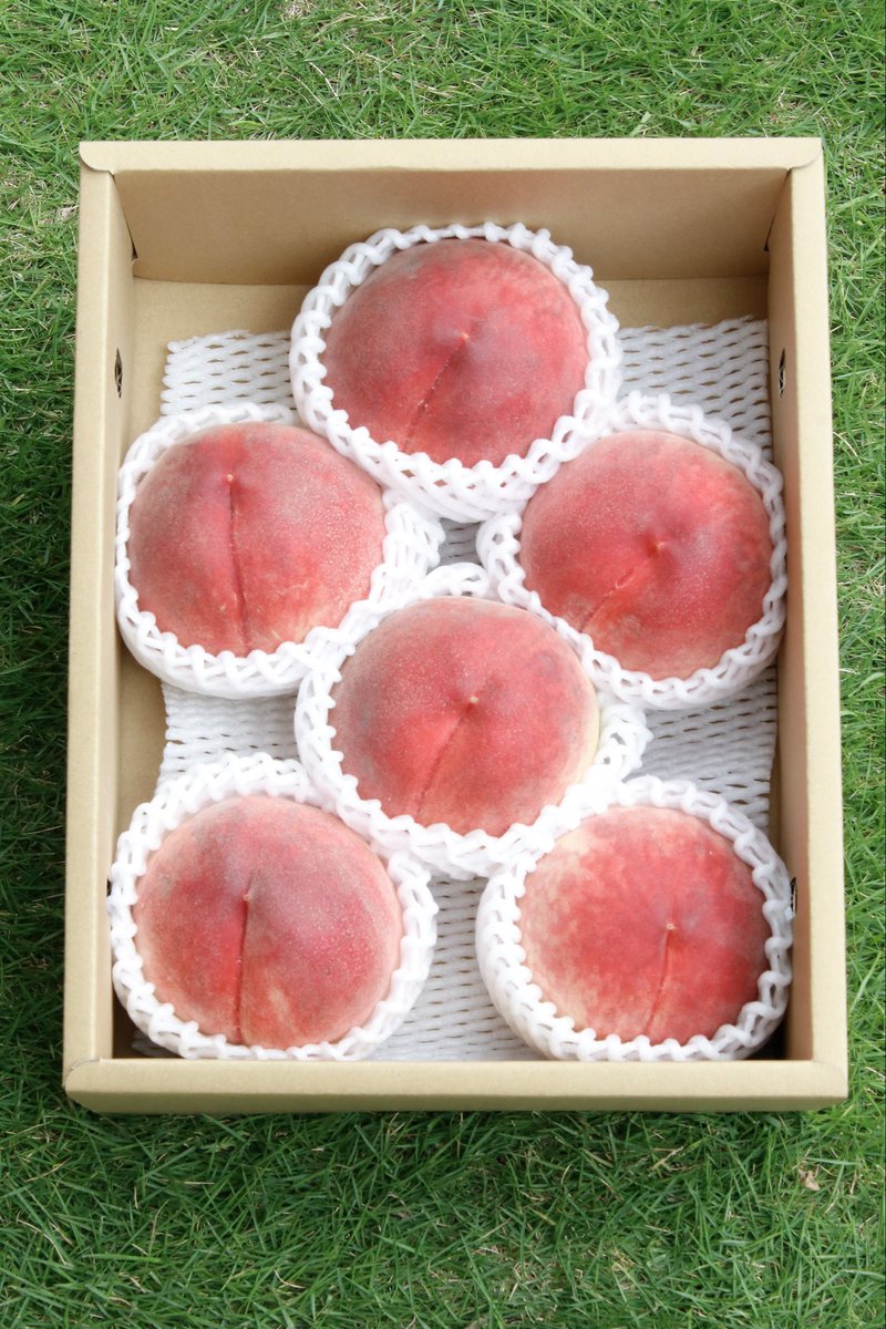 jfakanto's tweet photo. 【ご報告】
今シーズンも桃の販売を開始することになりました🍑
山梨県産の特秀ランクの桃になります。

朝収穫した桃を当日午前中に発送致します。
7月末までの収穫となりますのでお早めに🍑

愛情込めて作ったのでみなさんぜひ🧑‍🌾
ご注文はDMでお願い致します📩

詳細は次へ→ https://t.co/MziKmznwwc