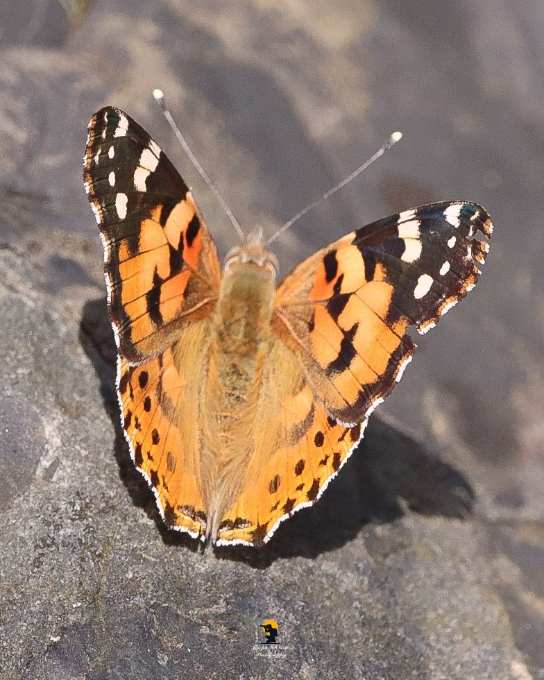 joemcneillphoto's tweet photo. My second sighting yesterday of Painted Ladies in a week. There were two feeding on the the red valarian and resting on rocks at shore in Warrenpoint.🦋
#paintedlady #paintedladybutterfly #butterfly #macrophotography #warrenpoint https://t.co/RFb9AsIL6z