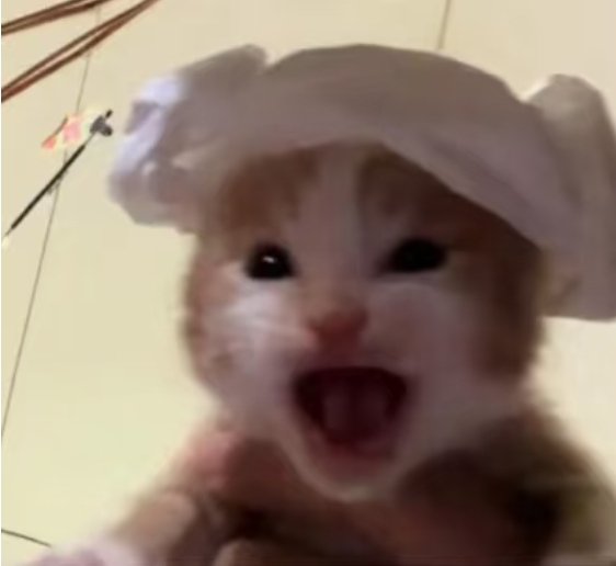 yellowwoodland's tweet photo. crashing out kitten😆 https://t.co/ia2Pzy50pr