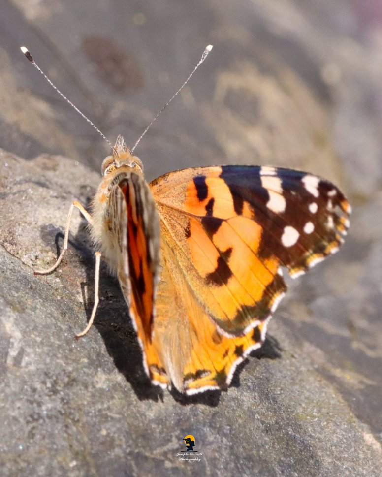 joemcneillphoto's tweet photo. My second sighting yesterday of Painted Ladies in a week. There were two feeding on the the red valarian and resting on rocks at shore in Warrenpoint.🦋
#paintedlady #paintedladybutterfly #butterfly #macrophotography #warrenpoint https://t.co/RFb9AsIL6z