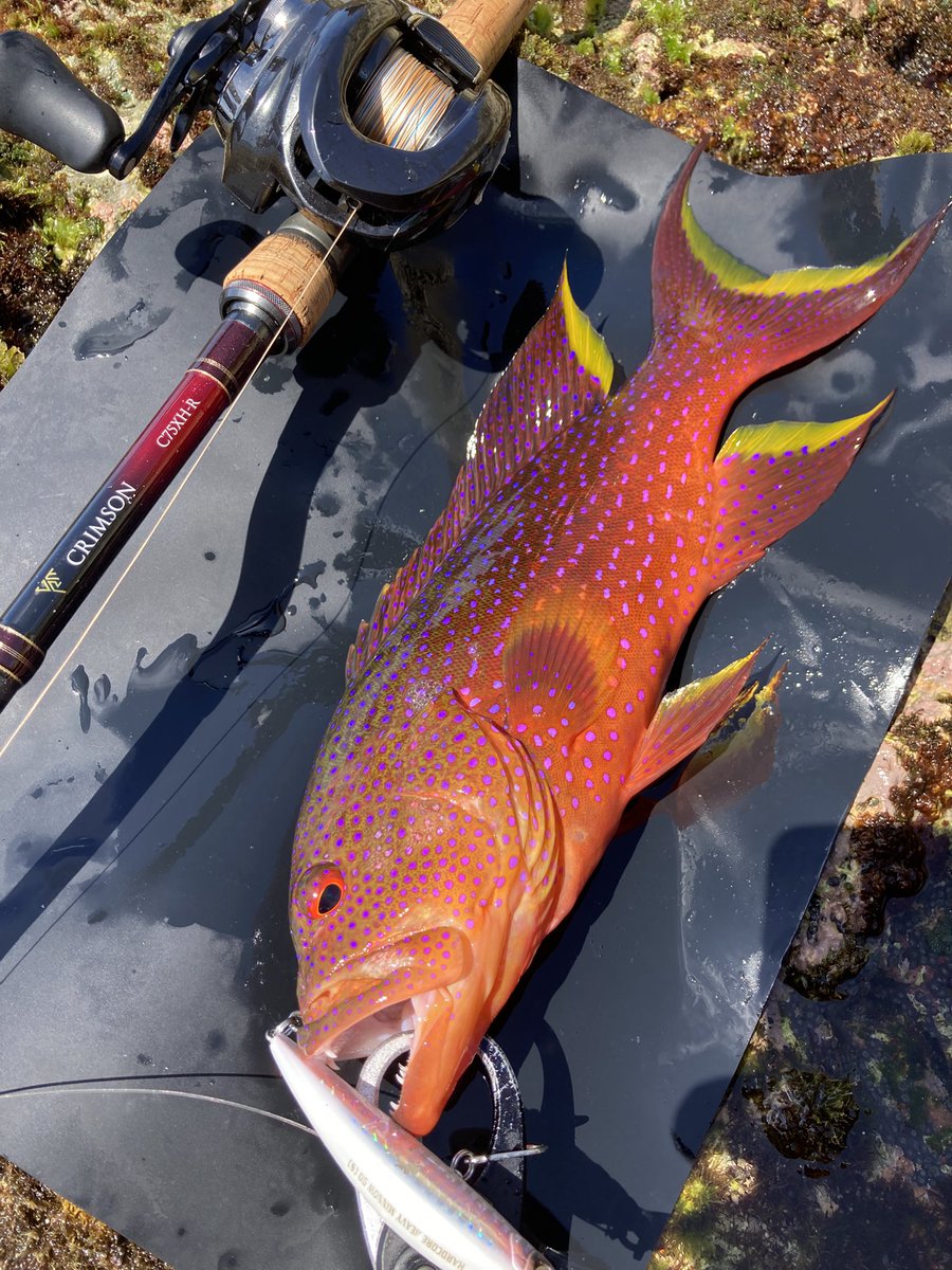fishing_wave's tweet photo. DUEL ヘビーミノー70･90 / ソルティーベイト60g にて

アオノメハタ
ヒトミハタ
バラハタ
写真ないけどニジハタも釣れました

最近通ってるポイント
妙に赤い魚が釣れるからスジアラ期待してるが
地元の潜りやってる人曰く沖にしか居ないよと言われる；；

回遊でワンチャン釣れれば的な感じっぽい
ぐぬぬ

あとランディングネット重いし磯飛ぶのに邪魔だし
釣った魚に敷いて写真撮るだけの用途になってたので
シリコンマット(まな板)に変えてみた...軽い❗️

タックル
ロッド ：クリムゾン C75XH-R
リール：アンタレスdcmd
ライン：デュエル スーパーX8 3号
リーダー：魚に見えないピンクフロロ 50LB

 #沖縄 #釣り #duel #tailwalk #ショアジギング