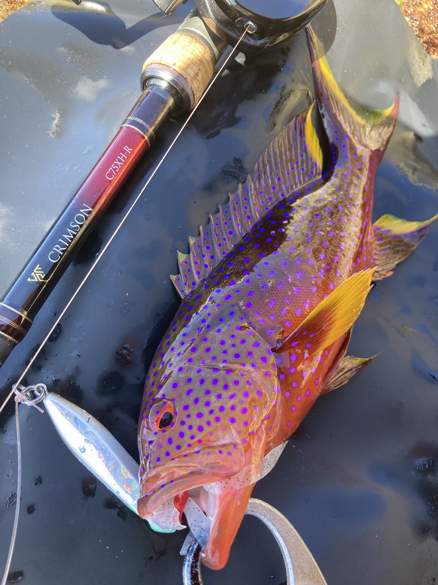 fishing_wave's tweet photo. DUEL ヘビーミノー70･90 / ソルティーベイト60g にて

アオノメハタ
ヒトミハタ
バラハタ
写真ないけどニジハタも釣れました

最近通ってるポイント
妙に赤い魚が釣れるからスジアラ期待してるが
地元の潜りやってる人曰く沖にしか居ないよと言われる；；

回遊でワンチャン釣れれば的な感じっぽい
ぐぬぬ

あとランディングネット重いし磯飛ぶのに邪魔だし
釣った魚に敷いて写真撮るだけの用途になってたので
シリコンマット(まな板)に変えてみた...軽い❗️

タックル
ロッド ：クリムゾン C75XH-R
リール：アンタレスdcmd
ライン：デュエル スーパーX8 3号
リーダー：魚に見えないピンクフロロ 50LB

 #沖縄 #釣り #duel #tailwalk #ショアジギング