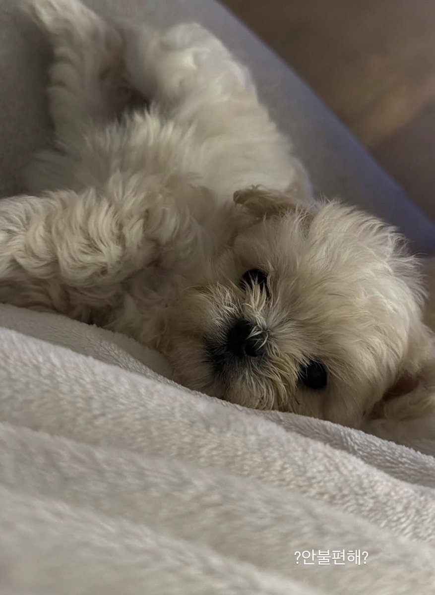 bzbzabkd's tweet photo. (끼웅..)                  자기야!!... 우리 자기가
                               강아지가 되다니...ㅜ
                        언젠가 이런 일이 있을 거라
                             예상은 했지만 이렇게
                               갑작스럽게 변할 줄은, https://t.co/JIkd3B5GNv