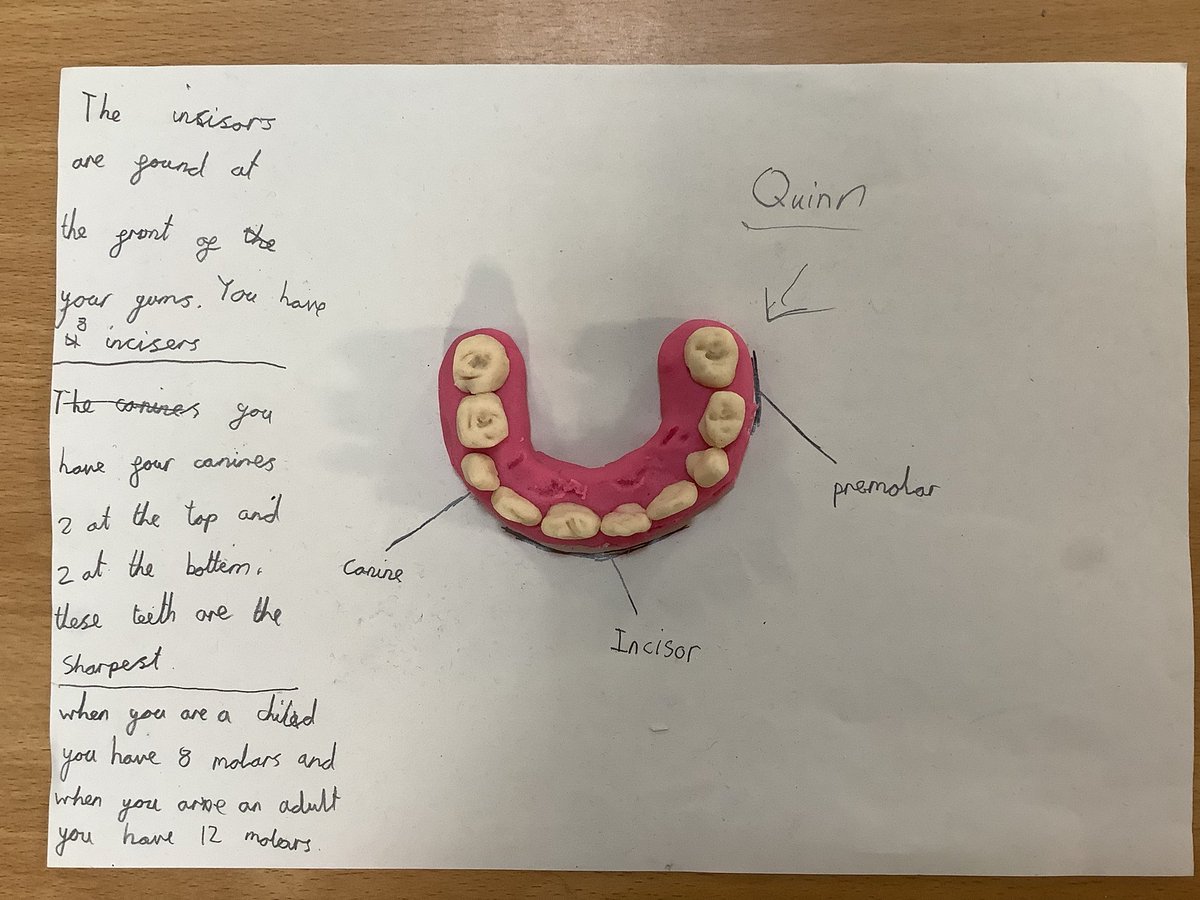 StJohnsThornham's tweet photo. Inventors have started looking at the digestive system in science. We have created our own set of teeth after making close observations of our own. https://t.co/tAEMNTPAW4