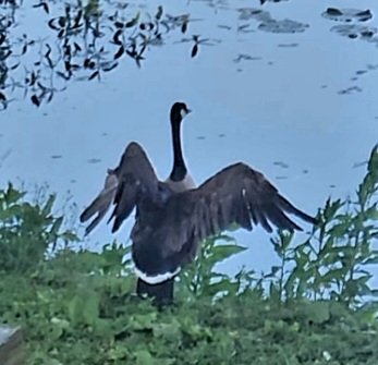 donna_mccance's tweet photo. Morning! ⛈️☔️
Starting this #Thursday off with a #CanadianGoose showing her #goslings how to spread their wings after bath time on the bank at #ThePond.
I hope you get a chance to spread your wings today! I plan to that at dismissal! 😆
2 days left! 🤸♀️
Tomorrow off! ✔️ https://t.co/5UvWbVmkeW