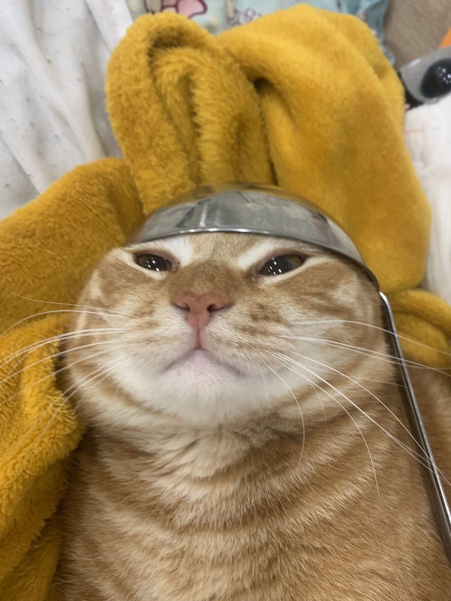 nocontextscats's tweet photo. https://t.co/Y2xlBrdl91