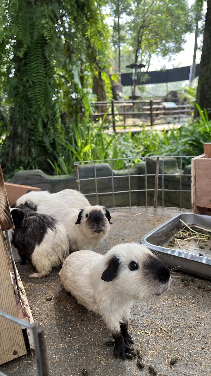 apopheniaa's tweet photo. Ah ini juga seru sih Enchanting Valley by Taman Safari, next kita jadwalkan ke taman safari. Masalahnya seringan kalau gue kerja ini anak libur dan gue libur dia kerja🤬 https://t.co/Z3bt2ifowI