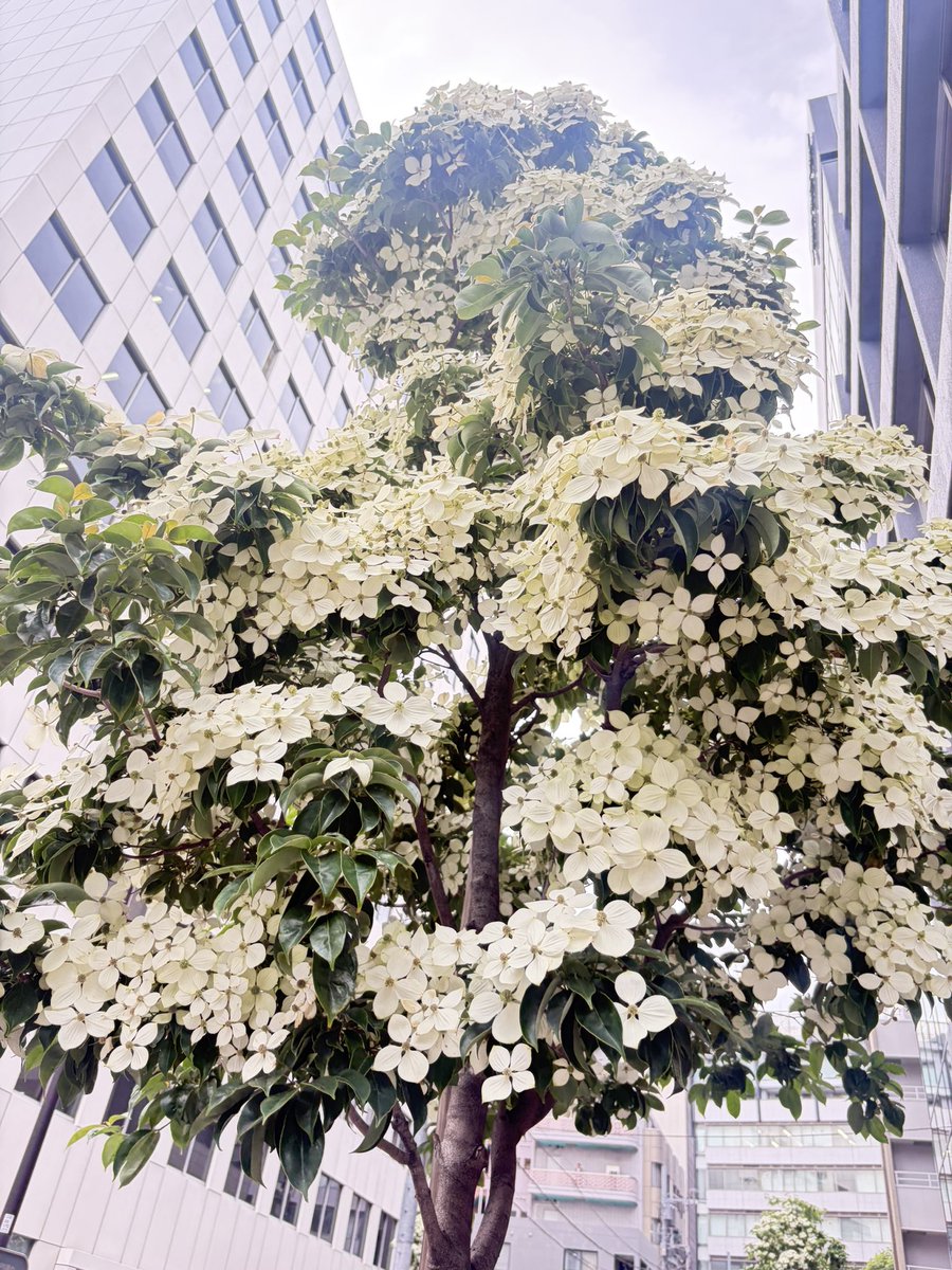 naomiikegami's tweet photo. スタジオの前の木が
可愛く咲きました🌲 https://t.co/RcaUV0wCGr