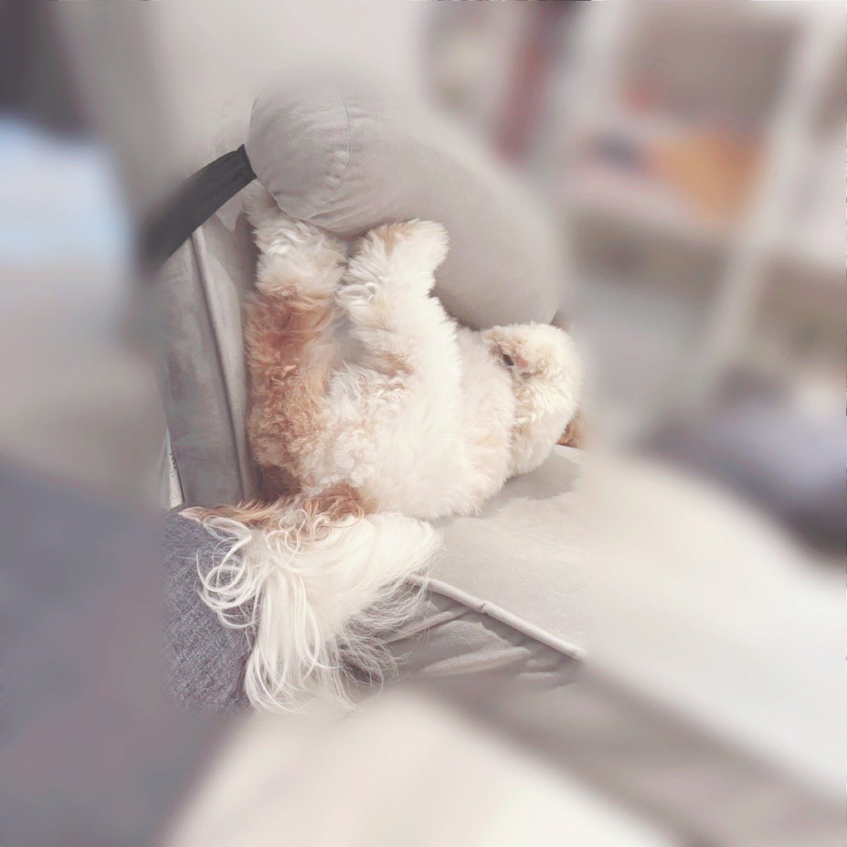 シーズーみたちゃん tweet media
