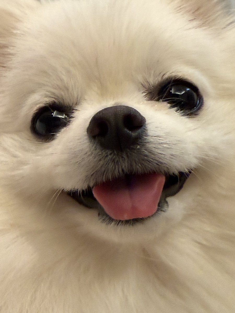 emmapom918's tweet photo. 全部かわいい、選べないから全部見て

😛😛😛😛 https://t.co/Try80w4Z7a