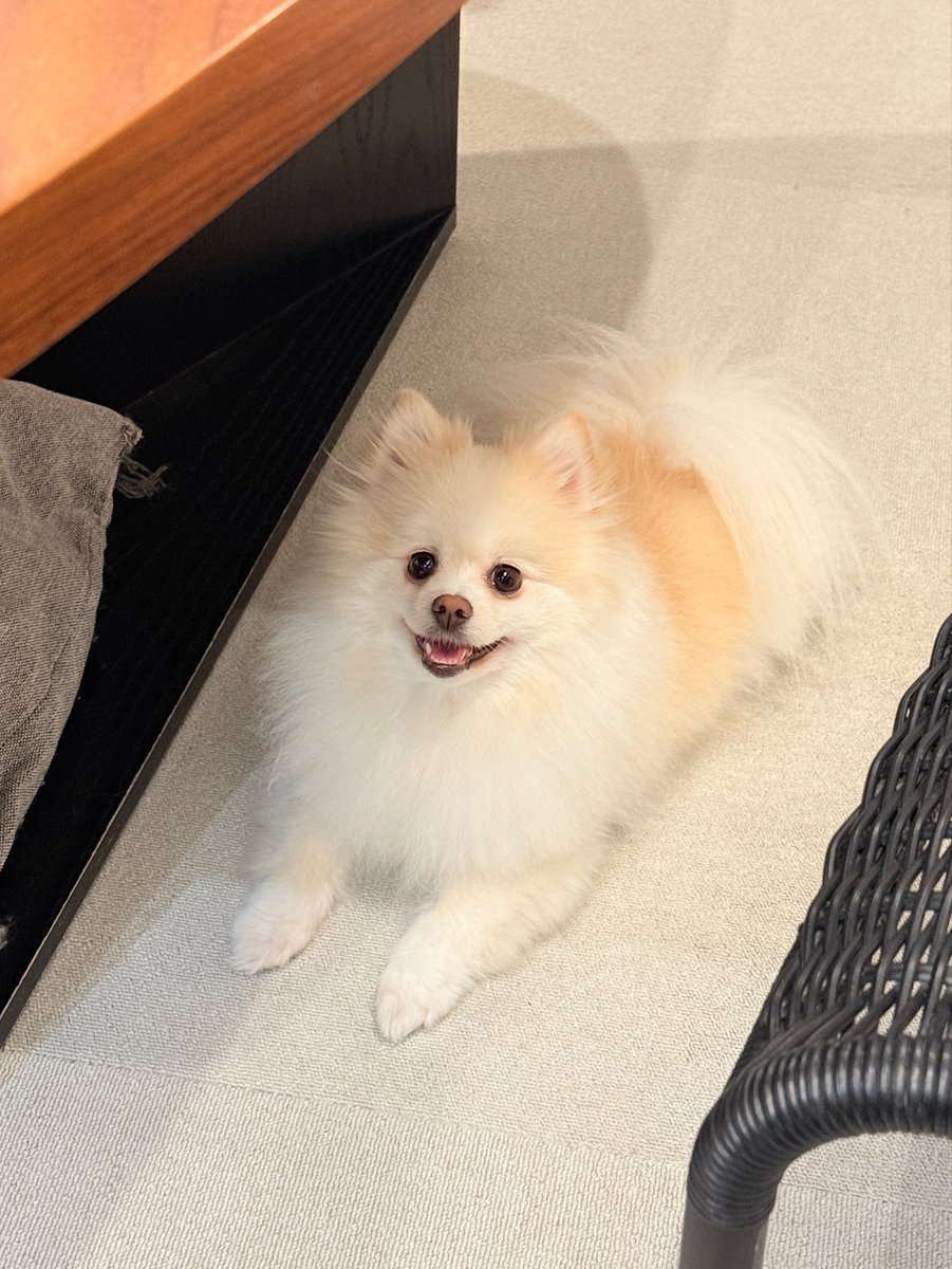 chappy_1005's tweet photo. ごはん待機中の２匹

19時をお知らせします📢

#犬のいる暮らし https://t.co/cUoTsvAX6f