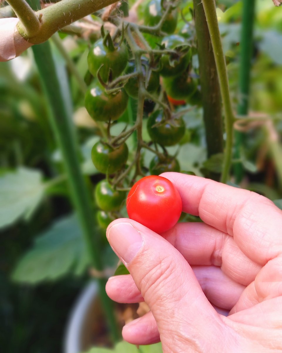 Yanboooooooooou's tweet photo. 今シーズン初収穫！🍅
１個だけ！🍅

#ミニトマト https://t.co/5Lc9pbq6sj