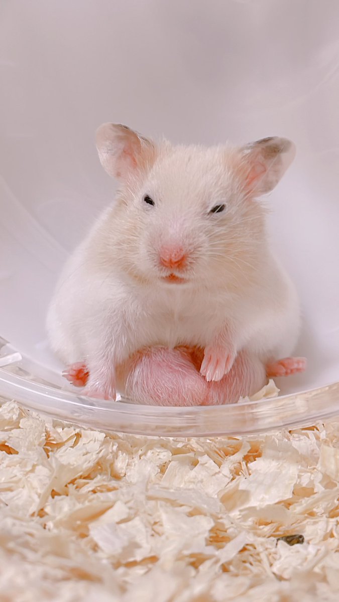 snow_hamhamham's tweet photo. カップ麺たべたいでち🐹 https://t.co/MYxp6IXBPV