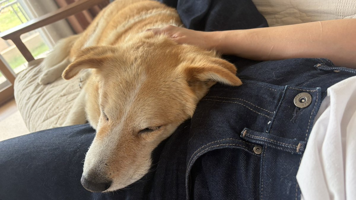 t01_dog's tweet photo. https://t.co/a4tOcNmWd4