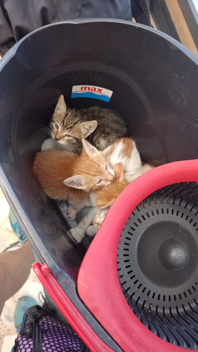 Gecekusu0334's tweet photo. ÇVileda kovasına konup çöpün kenarına 
atılmış 4 yavru 🐈‍⬛ önce koruma altına ; sonra da hem koyacak yer hem de 2 tanesinin gözleri enfeksiyon kaptığı için tedaviye alınmıştı. 20/06/2026 Cumartesi günü VET 'te süreleri dolacak. Çok ACİL 
Geçici yada KALICI #yuvaaranıyor 🐾🙏🐾 https://t.co/GZI2akTuID