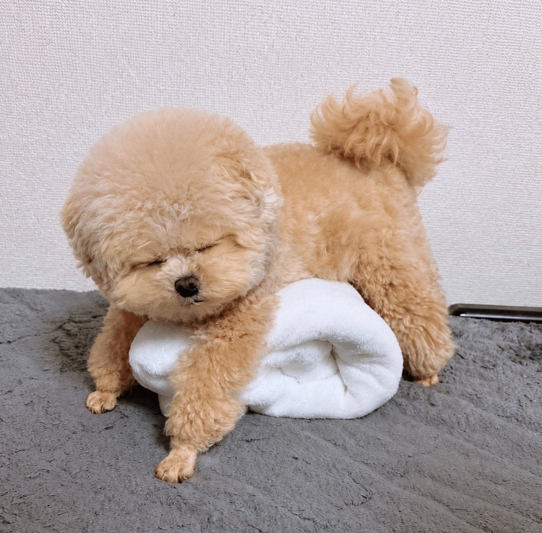 Fuwancho319's tweet photo. ご飯で起こすべきか🧸

#ポメプー https://t.co/6wVBSsA1iP