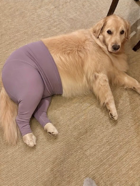 Cookie_mitk's tweet photo. ママから送られてきた犬友界隈で流行ってる生成AIでヨガパンツ履かせる写真、あまりにケツが丸いしぬぼっと感が愛おしすぎてツボ https://t.co/kLKabFX1pc