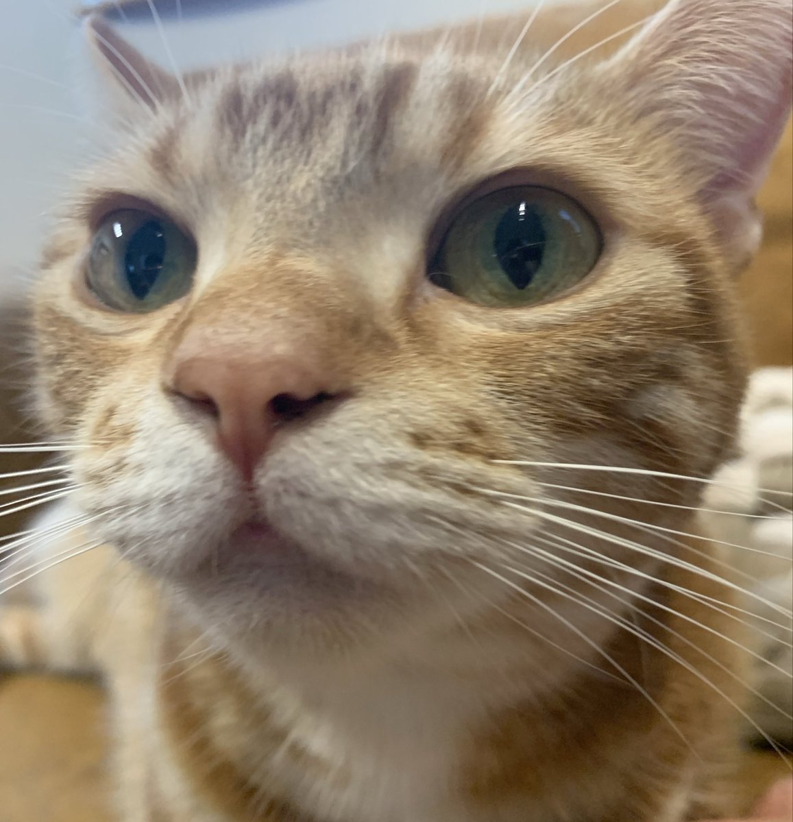 BinaryCat24778's tweet photo. レンズが曇ると思ったら、目の前に迫る湿度100%の鼻でした
#猫のいる暮らし https://t.co/fF6WBLxfTC