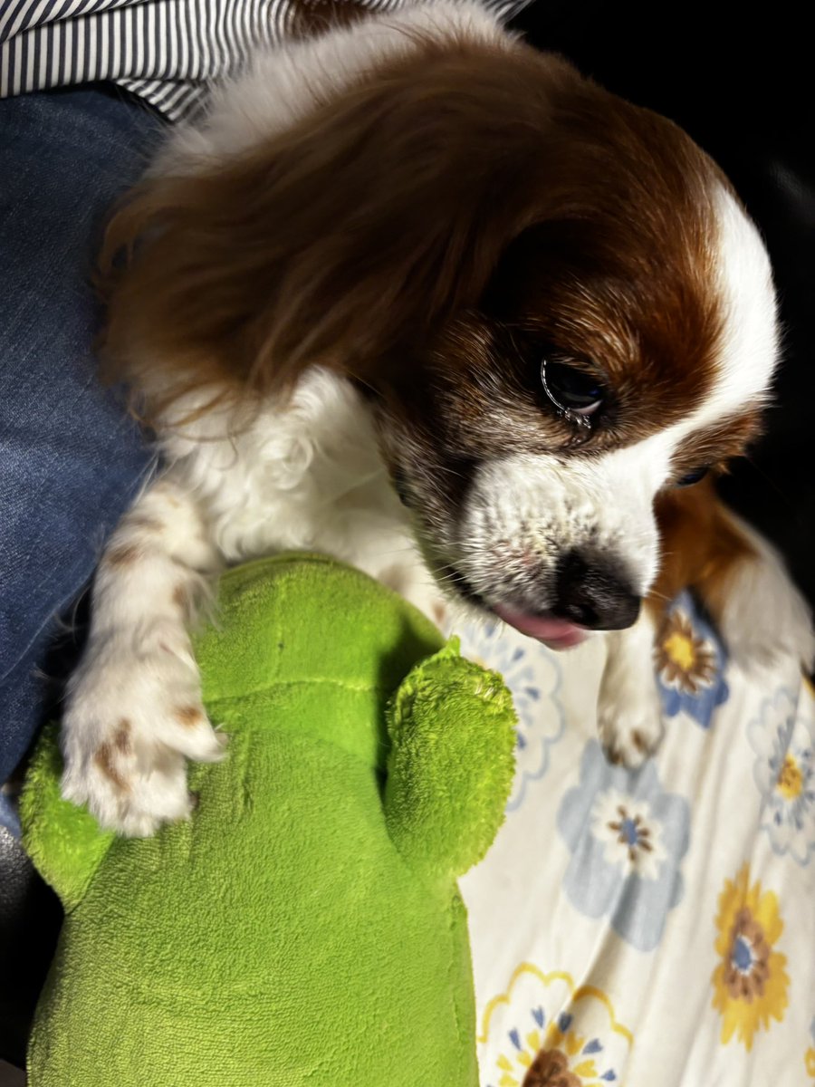 tomimer's tweet photo. 今日も食後のカエルさん🐸 https://t.co/1j2lMinmBU