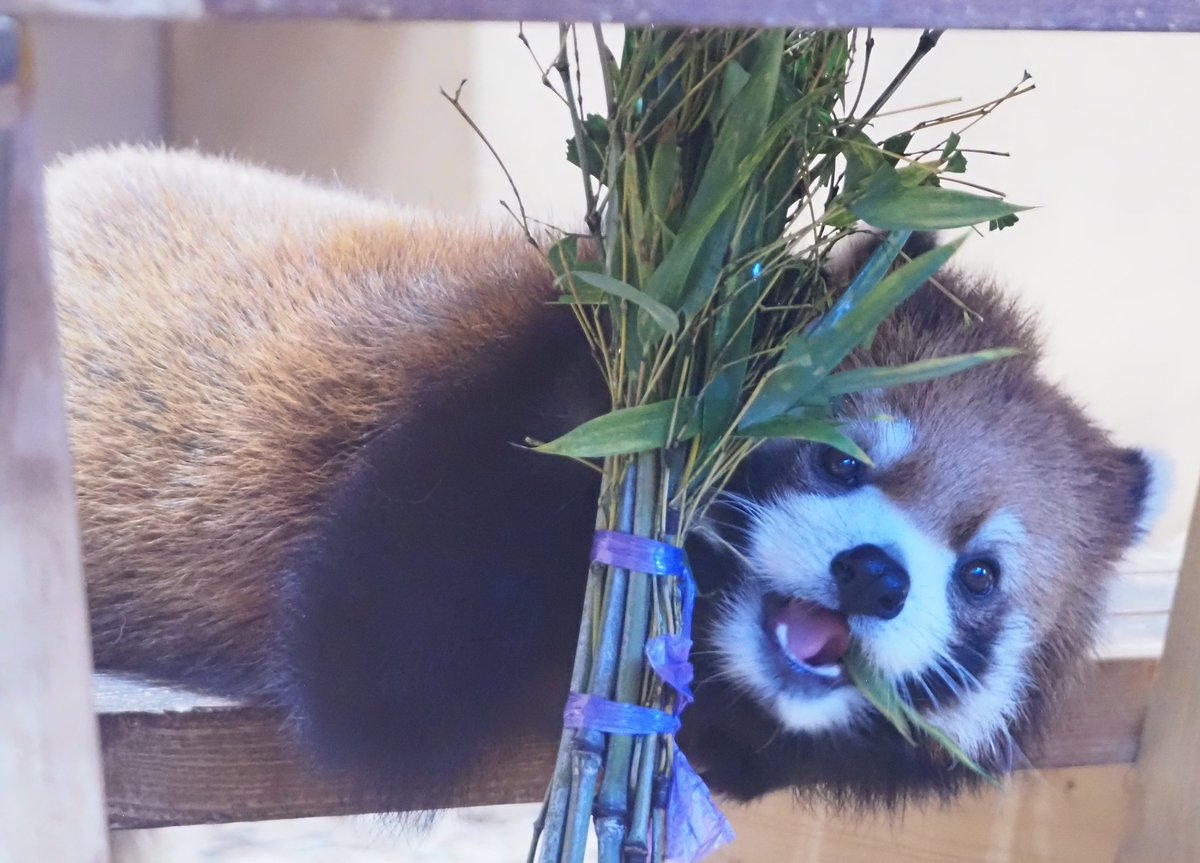 Sue_G_8470's tweet photo. 上の笹無くなってきたからテーブル下の笹食べます

＃日本平動物園
＃レッサーパンダ
＃小熊猫
＃ニコ https://t.co/DFxnUmE3F1