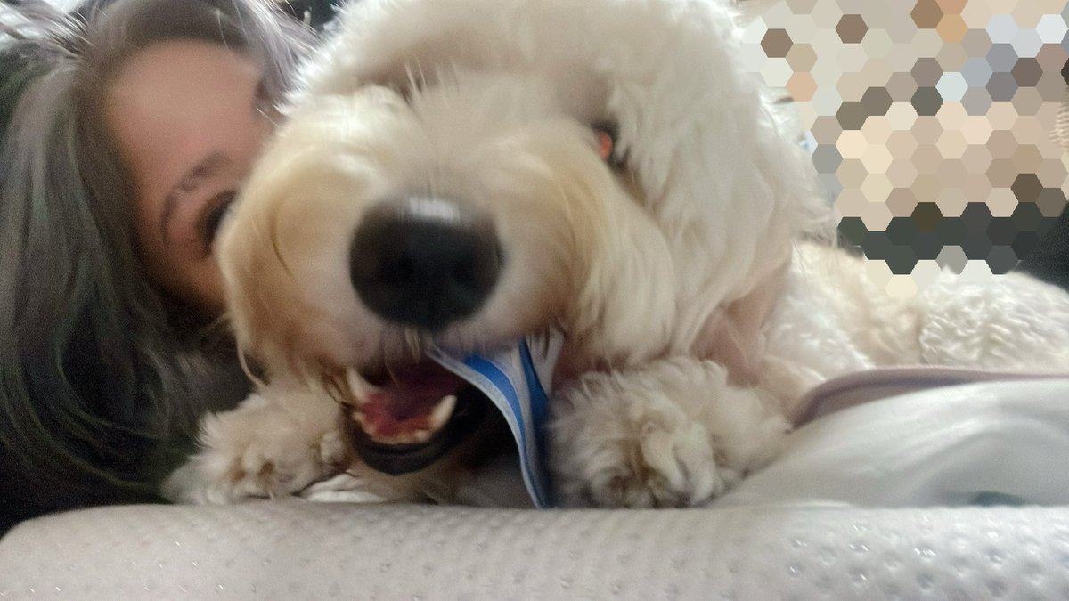 HMchanaaaa's tweet photo. お休みは溺愛くんと🐶aaa

#大型犬　#溺愛 https://t.co/6V0KkxaFfL
