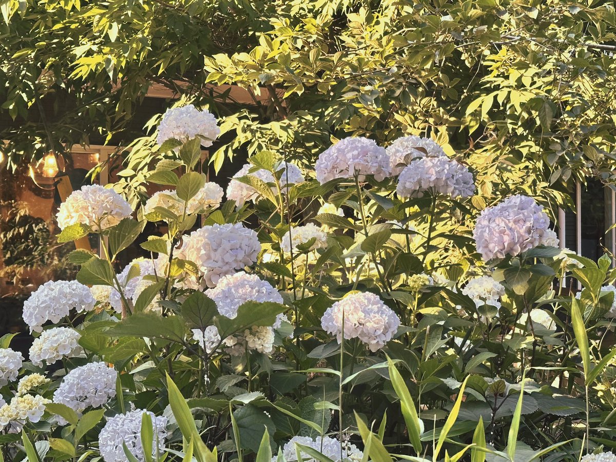 72x1oo_'s tweet photo. 晴れの日の紫陽花も、雨の日の紫陽花も。
#6月 #日常垢 #写真 https://t.co/x2mN1ivlSB