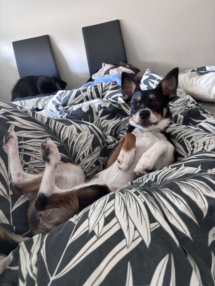 dogsunderhood's tweet photo. поною про общество, не готовое к реактивным собакам

изначально при планировании собаки мне нужно было животное эмоциональной поддержки (ESA так переводится?)

«заведи собаку говорили они найдёшь больше социальных связей говорили они собаки помогают с социальной тревожностью» https://t.co/rsDqKpZZ3I