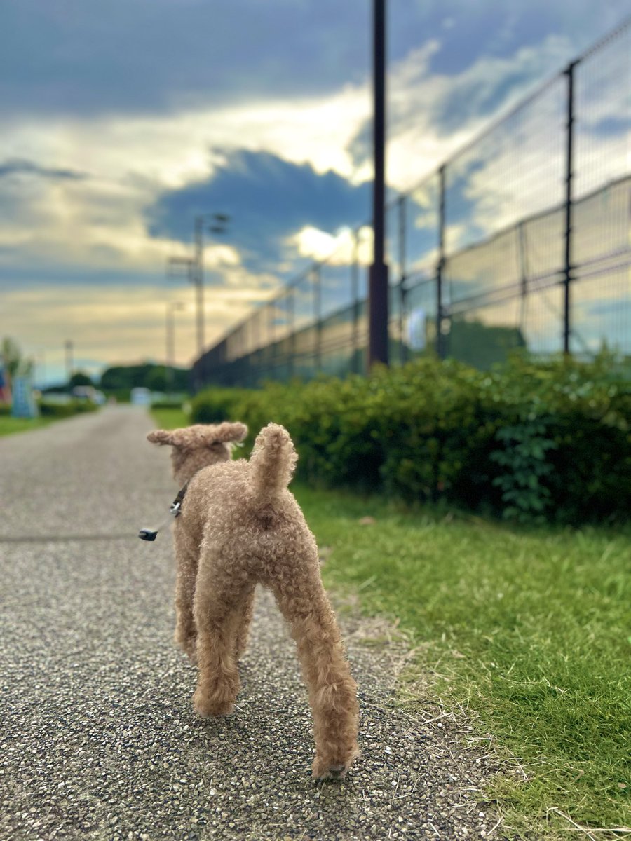 masakin_poota's tweet photo. 6/18  散歩待ち

朝は雨☔、午後は天気が回復☀️したのを網戸越しに確認したぷ〜太🐶
今日はなぜかうろうろして散歩は？って目で訴えてくる👀

夕方まで健気に待ってくれました！……んっ？寝てただけ？😅
でも、えらいぞ〜😆👍

#トイプードル  #老犬
⬇️今日はのんびり散歩⬇️ https://t.co/abmuQaueav