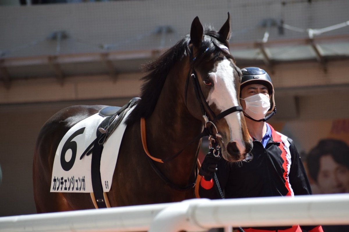 na_horselove's tweet photo. カンチェンジュンガさん、お疲れさまでした🐴⛰️

大外ぶち抜いて重賞勝つ姿にはびっくりさせられました😳
それにしてもビジュアル良すぎでした♡

第2の馬生が幸せでありますように☺️ https://t.co/ERYWRSws3J