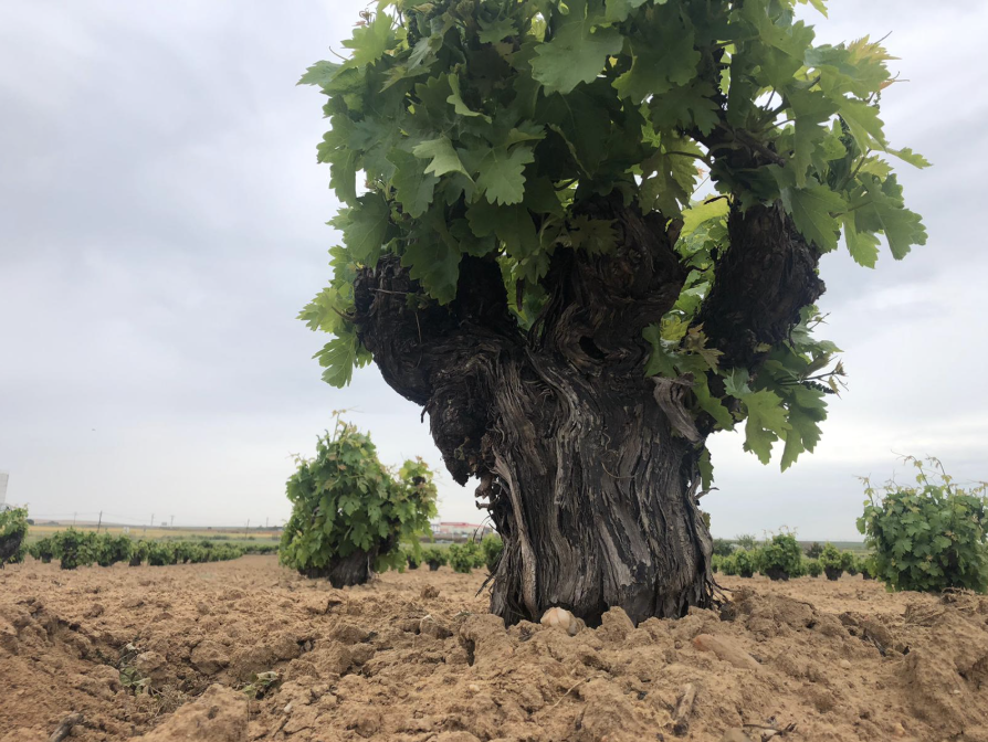 tierradesabor's tweet photo. Una viña vieja en @VinodeToro  no solo da uvas.

Da memoria, carácter y raíces capaces de contar un territorio entero.

Aquí empieza la intensidad de una tierra que se entiende mejor cuando se mira desde el suelo.

#TierraDeSabor https://t.co/pzNkekZu68