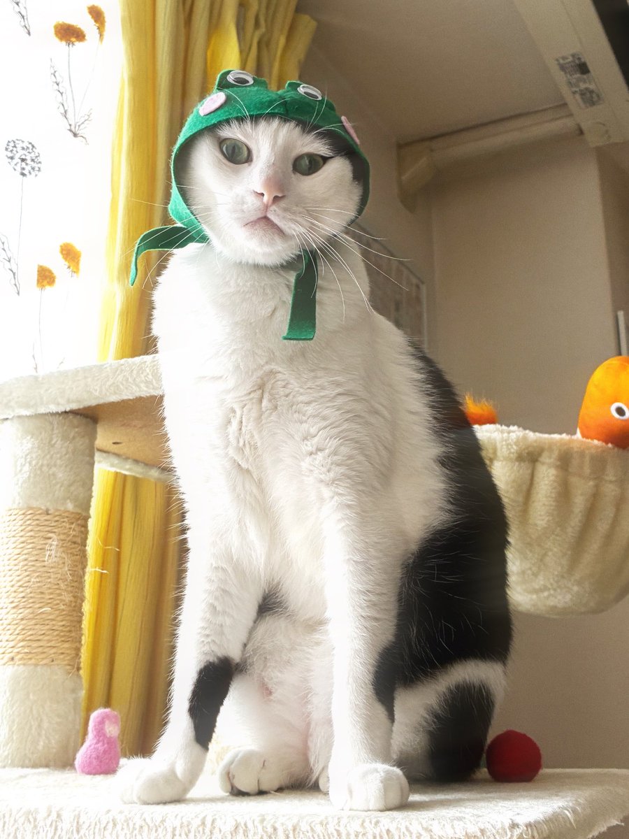 yuni_neko_cat's tweet photo. 巨大カエルに見下ろされてます🐸
#猫がいる幸せ #猫のいる暮らし https://t.co/KxIYY6Cera