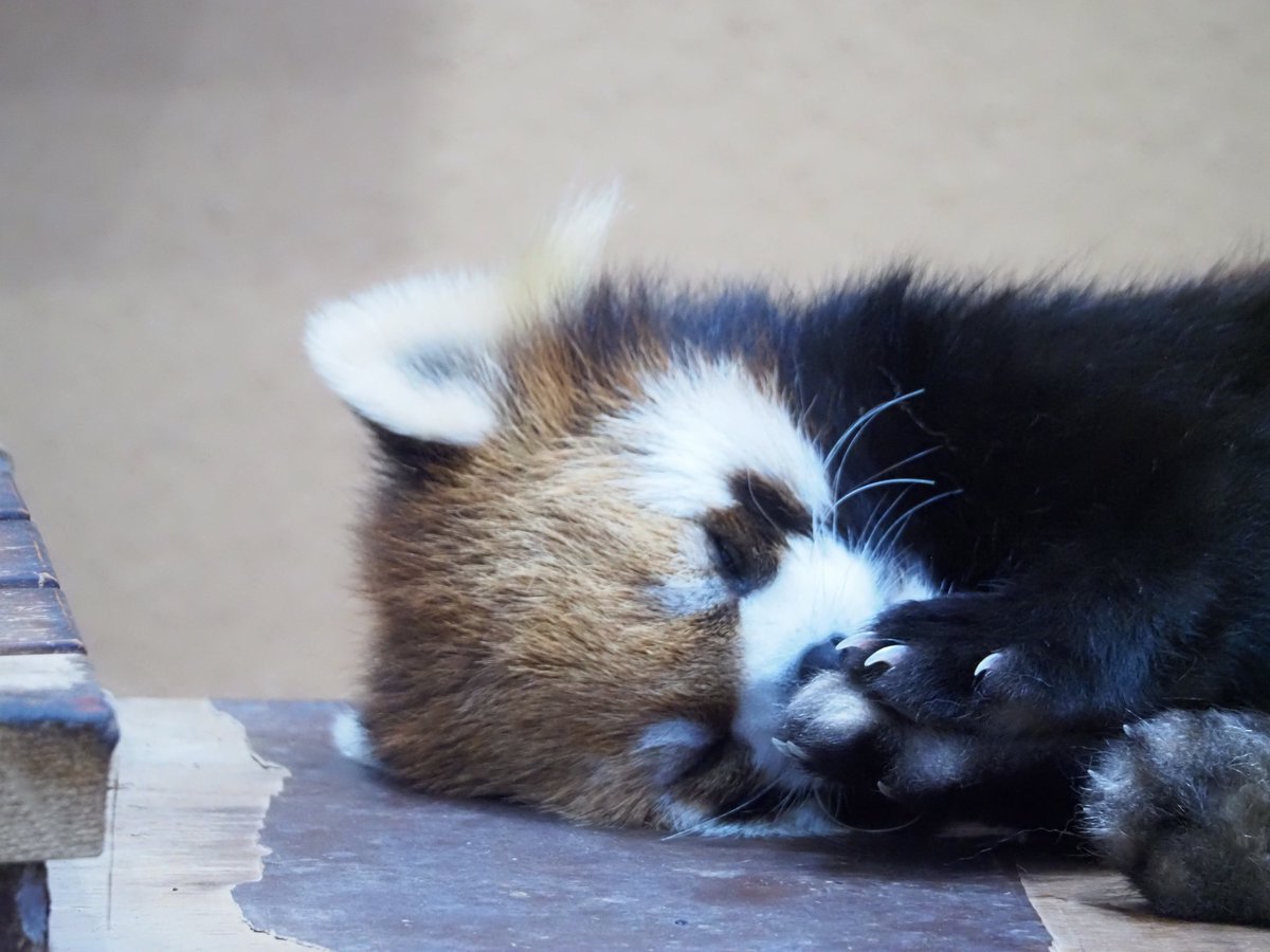 Sue_G_8470's tweet photo. ＃ニコ ママの洗顔

＃日本平動物園
＃レッサーパンダ
＃小熊猫 https://t.co/okv7UaFnYQ
