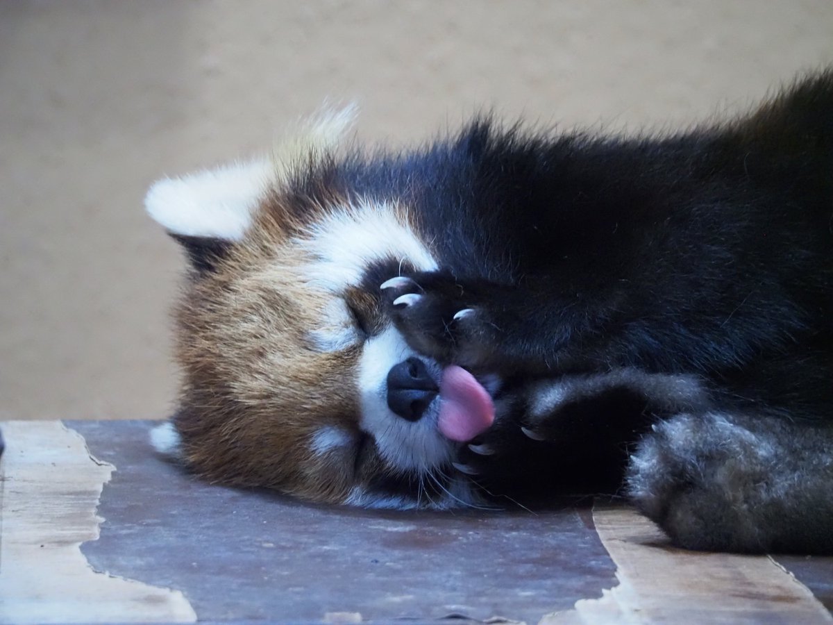 Sue_G_8470's tweet photo. ＃ニコ ママの洗顔

＃日本平動物園
＃レッサーパンダ
＃小熊猫 https://t.co/okv7UaFnYQ