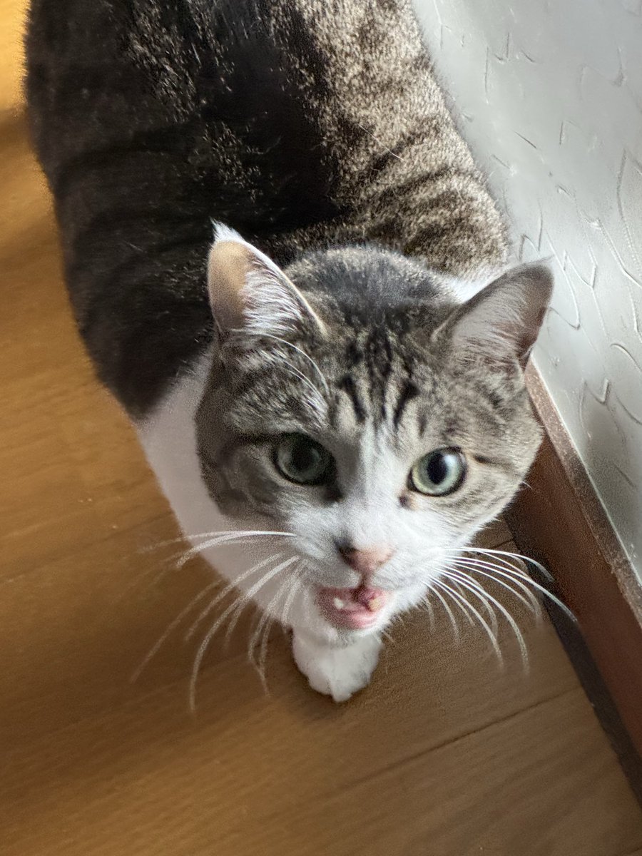 ToshMotoki's tweet photo. 行くのはもうちょっと待つニャー！！ https://t.co/Czx3H2rtqU