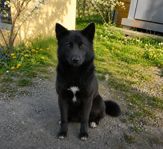RobwalkaW's tweet photo. Molly to bardzo młodziutka sunia,bo ma 1,5 roku.Bardzo wrażliwa i urocza gwiazdeczka. Oddana i inteligentna,toleruje inne psy.
sch.w Rudniku,gmina Brody, woj. świętokrzyskie.
𝟱𝟯𝟱𝟯𝟲𝟭𝟭𝟭𝟭 https://t.co/fsa8im4sf3